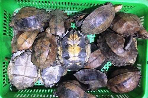 Buôn bán cá thể rùa quý hiếm, 2 đối tượng lĩnh 13 năm tù