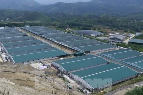 Trại lợn 136 tỷ đồng bốc mùi hôi thối, người dân bức xúc