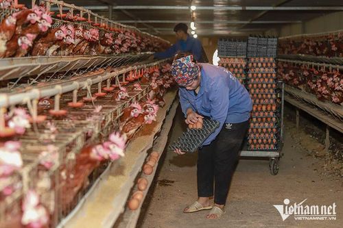 Việt Nam xây dựng các vùng an toàn dịch bệnh, xuất khẩu thịt gà chế biến
