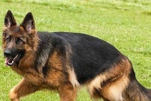 Chó becgie 50kg tấn công khiến nam thanh niên chịu hàng trăm vết thương