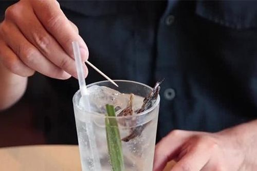 Quán cà phê gây xôn xao vì thu hút thực khách thích ăn côn trùng, bọ nước