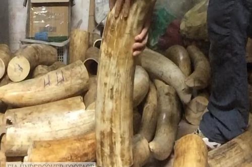Lĩnh án tù vì buôn động vật từ châu Phi về Việt Nam