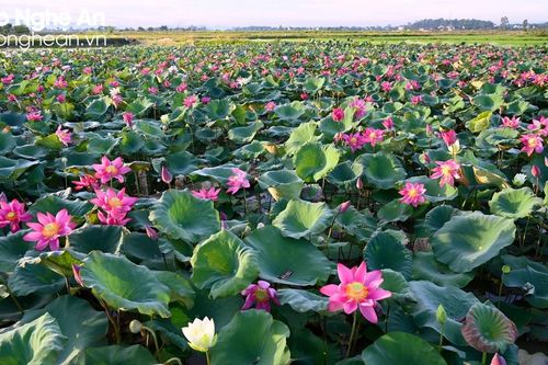 Mở rộng diện tích trồng sen cần lưu ý đầu ra sản phẩm
