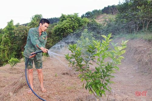 'Xắn tay' trồng lại hơn 555 ha cam già cỗi ở Vũ Quang