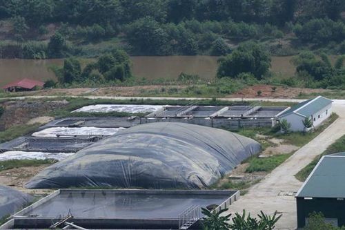 Yên Bái: Trang trại lợn công nghệ cao gây ô nhiễm, người dân bức xúc