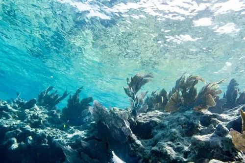 Nhiệt độ nước biển Florida cao chưa từng thấy, tương đương bồn nước nóng