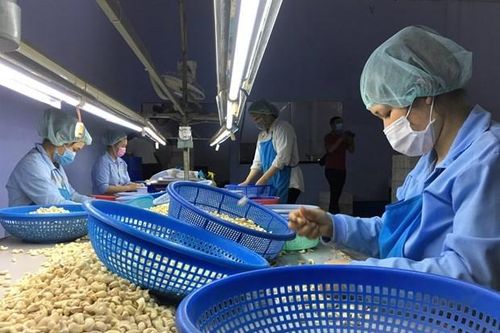 Điều chỉnh kim ngạch xuất khẩu điều nhân năm 2023