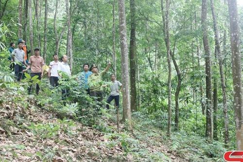 Phát triển thị trường các-bon: Tiềm năng và mục tiêu