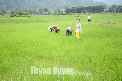 Chăm sóc lúa mùa thời kỳ đẻ nhánh