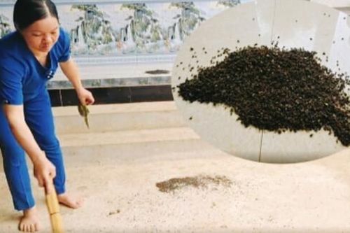Thanh Hóa: Khoảng một tuần nữa ruồi sẽ hết bủa vây nhà dân