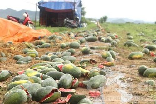 Dưa hấu sắp đến kỳ thu hoạch vứt bỏ đầy đồng do ngập úng