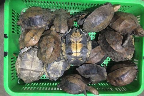 Quảng Nam: Buôn bán rùa quý hiếm, hai phụ nữ lĩnh 13 năm tù giam