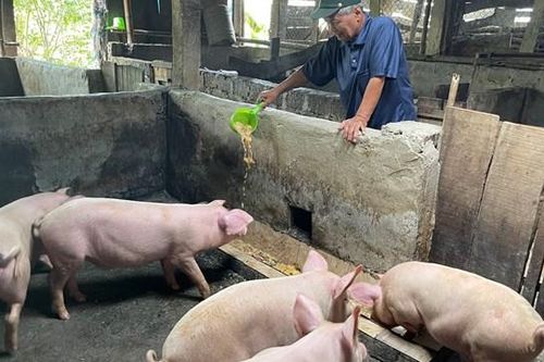Người thương binh vượt khó, làm giàu bằng mô hình VAC