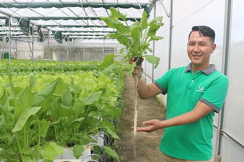 Vườn rau thủy canh đạt chuẩn VietGAP ở Trà Vinh