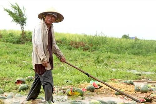 Xót xa dưa hấu ngập úng vứt khắp ruộng