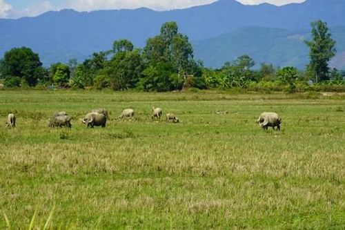 Hơn 6.000 ha đất ruộng bị bỏ hoang vì nông dân sợ... chuột
