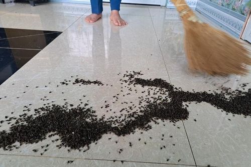 Dân bức xúc khi mỗi ngày bị hàng triệu con ruồi tấn công