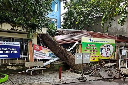 Đồng Nai: Cây xanh bật gốc đè lên phòng bảo vệ trường học