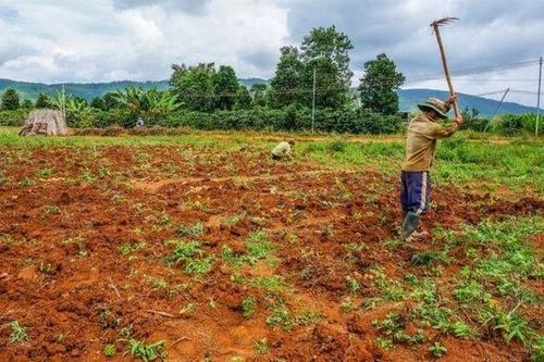 Bỏ hơn 2 USD thuê mảnh đất hoang, người đàn ông đổi đời chỉ sau một đêm