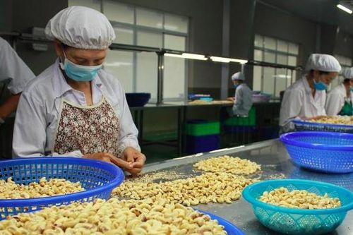 Vì sao ngành điều tiếp tục điều chỉnh giảm dự báo xuất khẩu năm 2023?