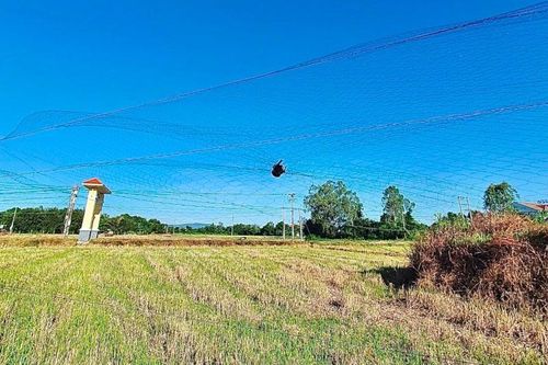 Quảng Nam: Triệt phá các tụ điểm mua bán chim yến trái phép
