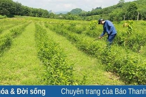 Phát triển vùng chè hữu cơ Thanh Vân