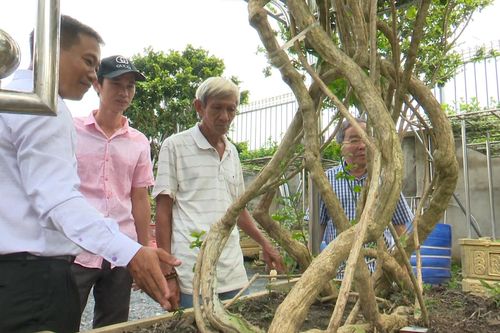 Vườn hoa nhài độc nhất vô nhị của Việt Nam tại Đồng Nai