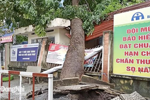 Cây xanh bật gốc, đè sập hàng rào trường tiểu học ở TP.Biên Hòa