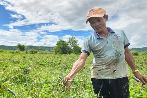 Nông dân Phú Thiện 'trúng mùa' đậu đen