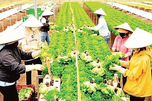 Đẩy mạnh chuyển đổi số trong sản xuất nông nghiệp