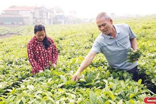 Lựa chọn đúng, trúng khâu đột phá