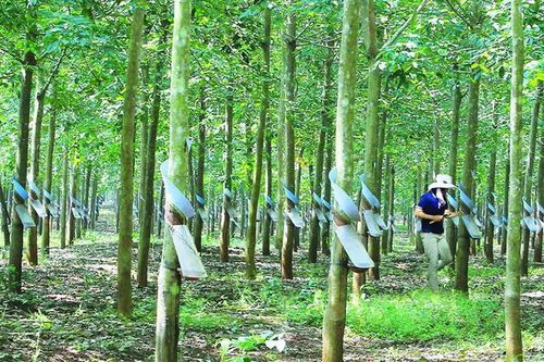 Công ty Cao su Đồng Phú - Đắk Nông chính thức giải thể