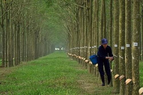 Công ty CP Cao su Đồng Phú - Đắk Nông giải thể sau 6 năm hoạt động