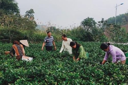Trồng chè Bát Tiên, nông dân Bảo Hưng đổi đời
