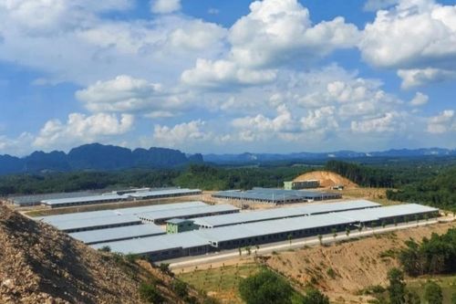 Thanh Hóa kiến nghị có quy chuẩn cho xây nhà cao tầng nuôi lợn