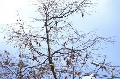Bị bứng đi trồng lại, loạt cây xanh đô thị tại Thừa Thiên - Huế chết