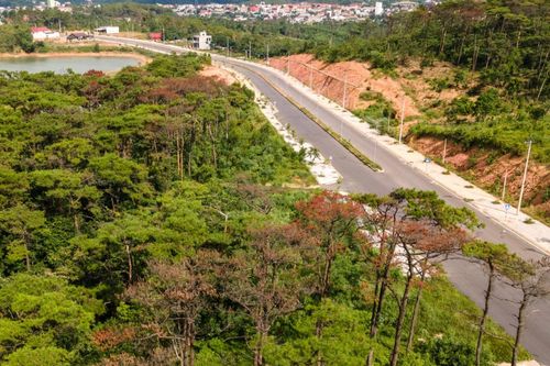 Thêm nhiều diện tích rừng thông bị bức tử để chiếm đất