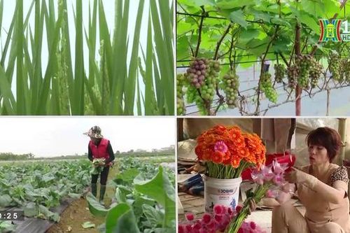 Nông nghiệp Hà Nội - bước phát triển mạnh mẽ | Nông nghiệp nông thôn | 27/07/2023