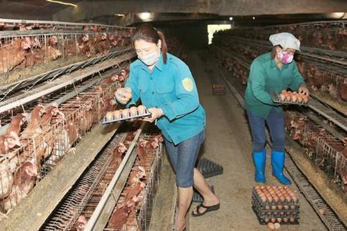 Thu hút doanh nghiệp đầu tư vào nông nghiệp