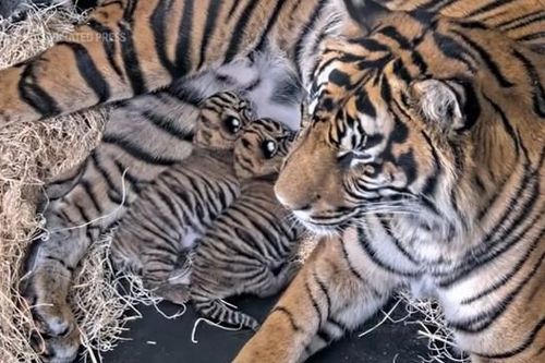 Thêm 2 hổ con Sumatra quý hiếm chào đời tại Mỹ