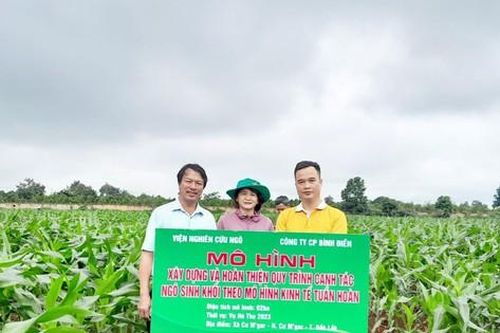 Canh tác ngô sinh khối theo mô hình kinh tế tuần hoàn