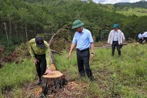 Lâm Đồng: Thành lập các đội tuần tra, bảo vệ rừng thông khỏi bị đầu độc