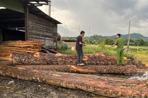 Khởi tố 4 đối tượng cưa hạ cây rừng đem về xưởng gỗ hợp thức hóa