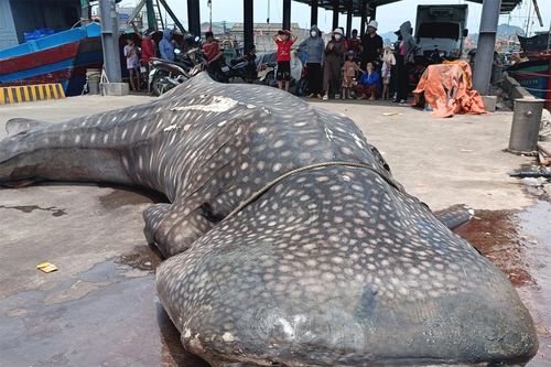 Cá 'khủng' trôi dạt vào vùng biển Nghệ An