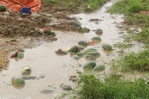 Nông dân ngậm ngùi nhìn cánh đồng dưa bị ngập sâu trong nước, thiệt hại hàng tỷ đồng