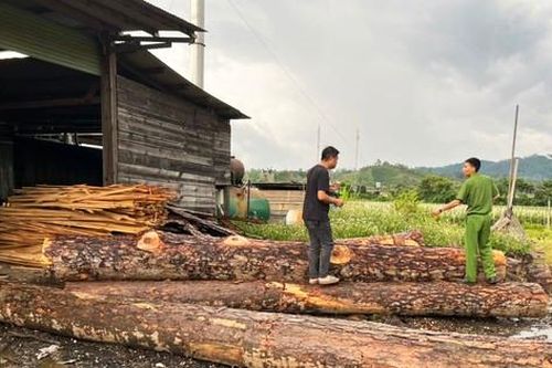 Khởi tố 4 bị can liên quan đến hàng chục khối gỗ trái phép trong xưởng cưa