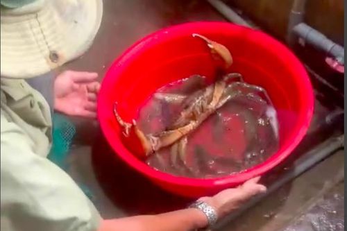 Nông dân miền Tây bắt được con cua biển nặng nhất từ trước đến nay