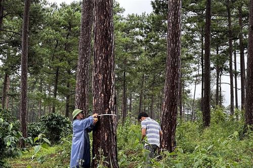 Lập các đội tuần tra, bảo vệ rừng sau vụ đầu độc rừng thông ở Lâm Đồng