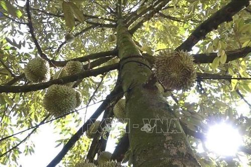 Cắt trộm gần 700 kg sầu riêng, hai đối tượng bị tạm giữ, điều tra
