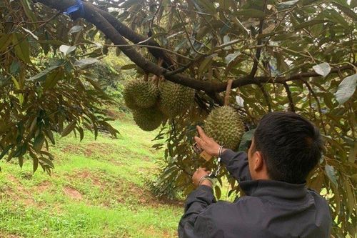Bắt 2 đối tượng cắt trộm 700kg sầu riêng của người dân